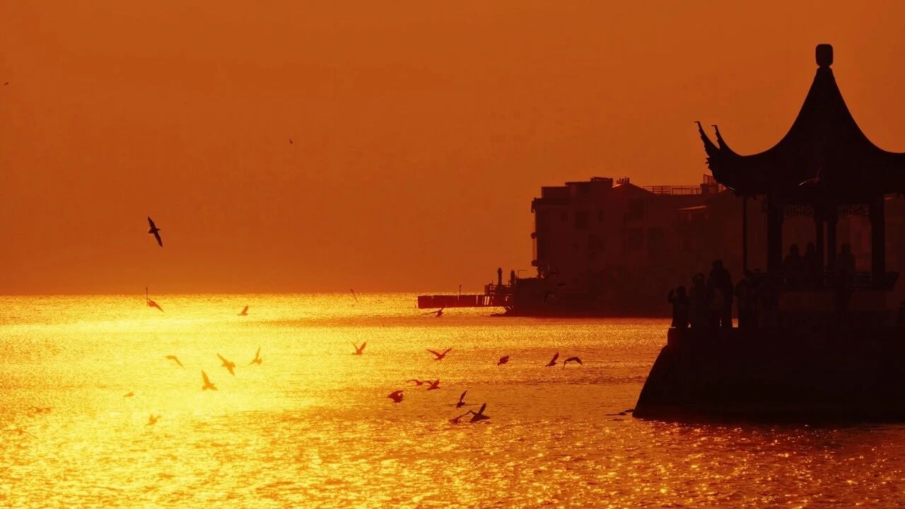 首批抵达！来太湖“鸥遇”啊
