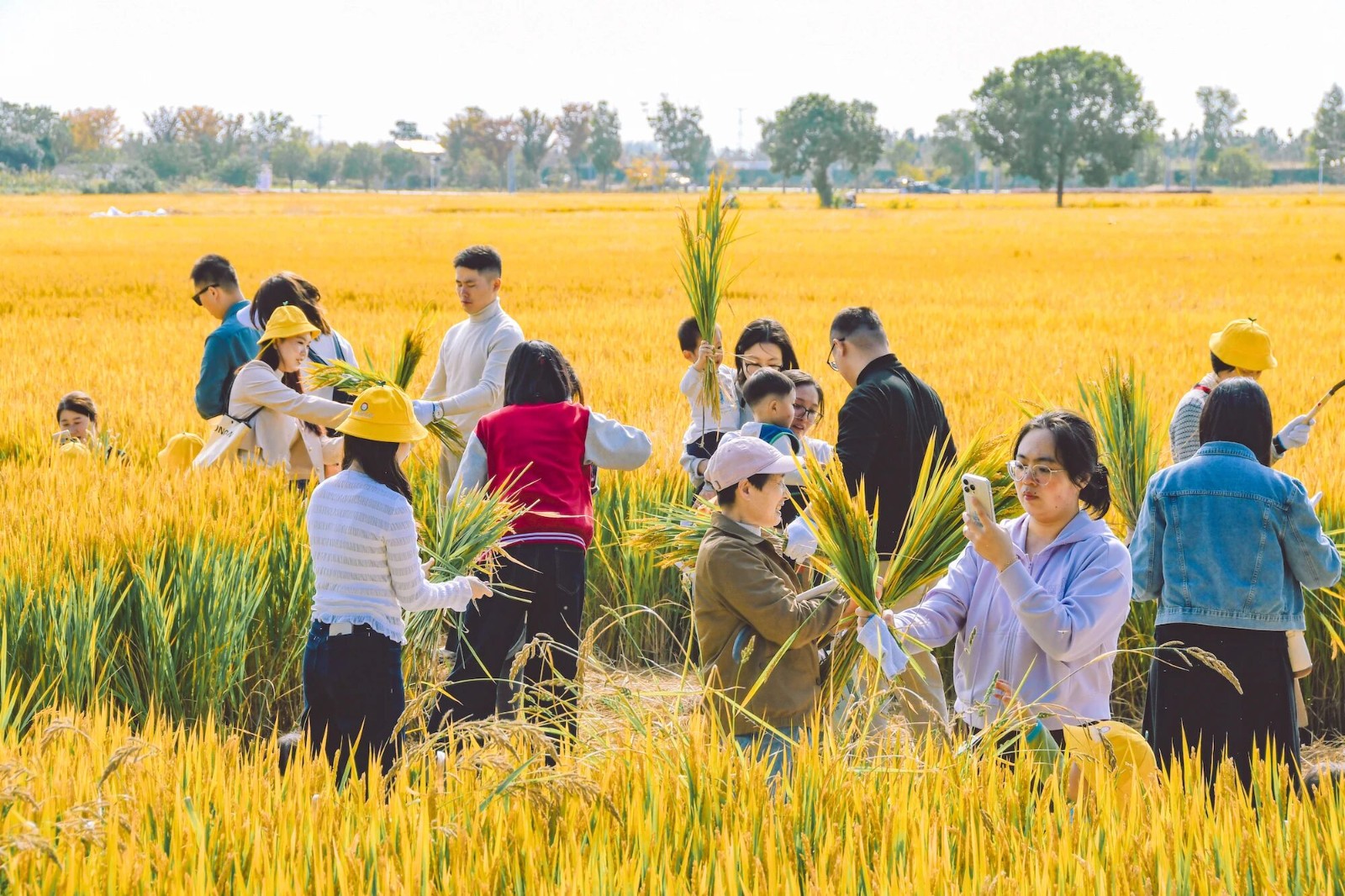 金秋开镰！暖村第一口新米即将上市~