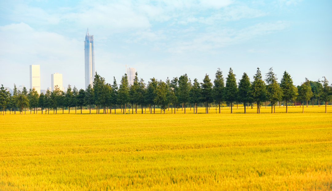 金秋开镰！暖村第一口新米即将上市~