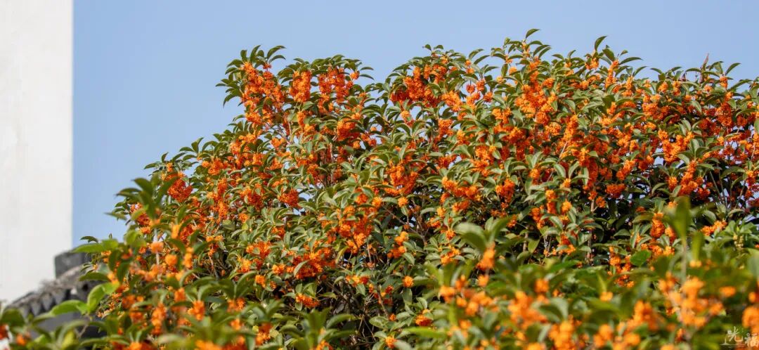 桂花虽迟，香溢光福！