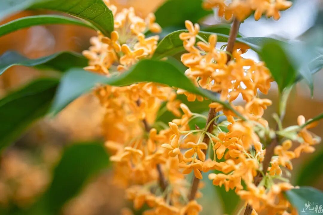 桂花虽迟，香溢光福！