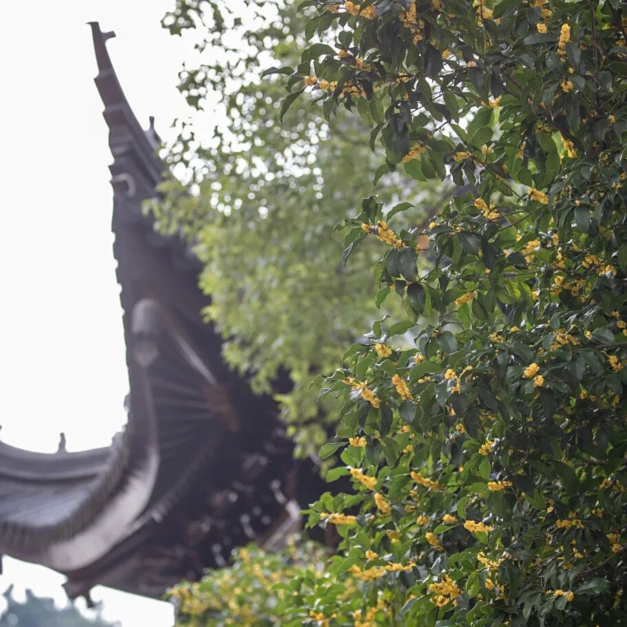 桂花虽迟，香溢光福！