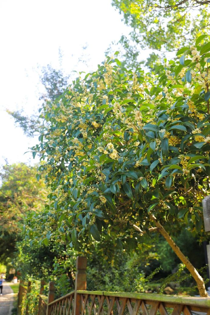 石公山的秋天，太治愈了！