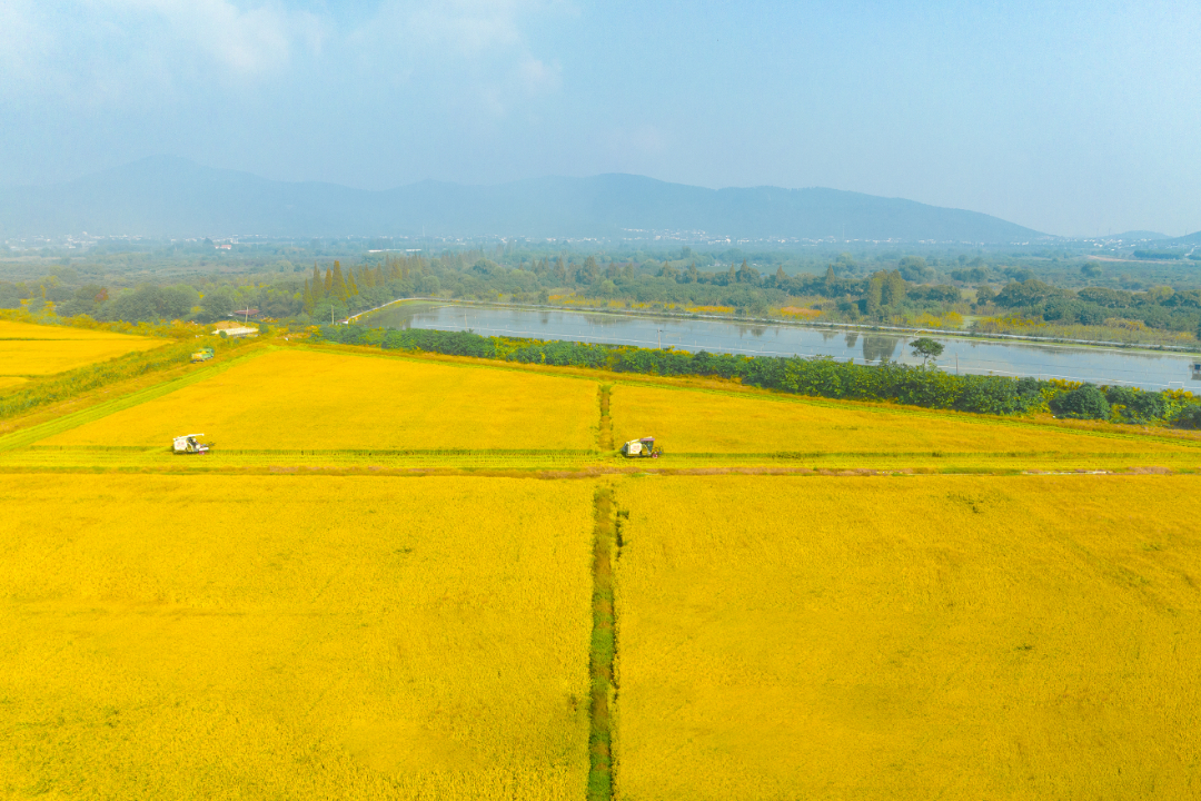 “送米。”“好的，收稻！”