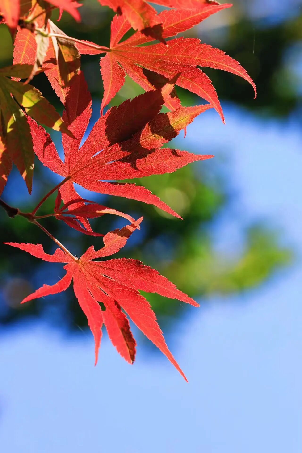 美!西山雕花楼进入“浪漫时间”~