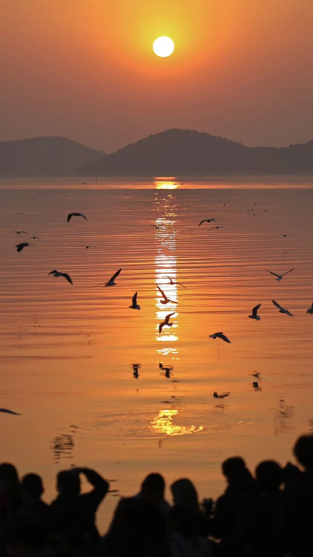 3条观鸟专线，邂逅“白色精灵”