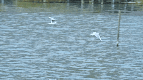 3条观鸟专线，邂逅“白色精灵”