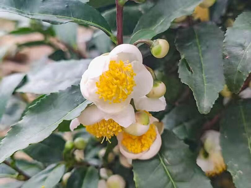 茶树花开，闻香自来~