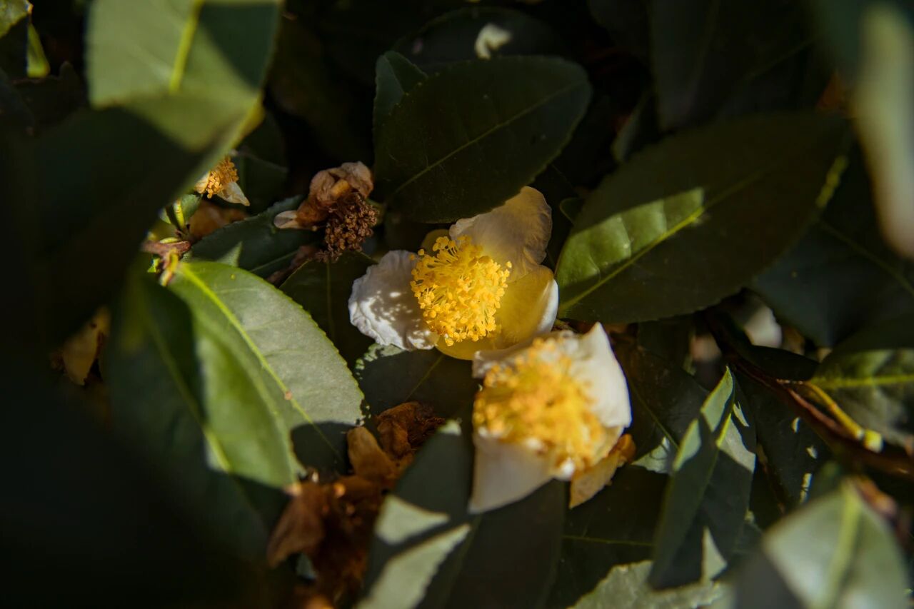 茶树花开，闻香自来~