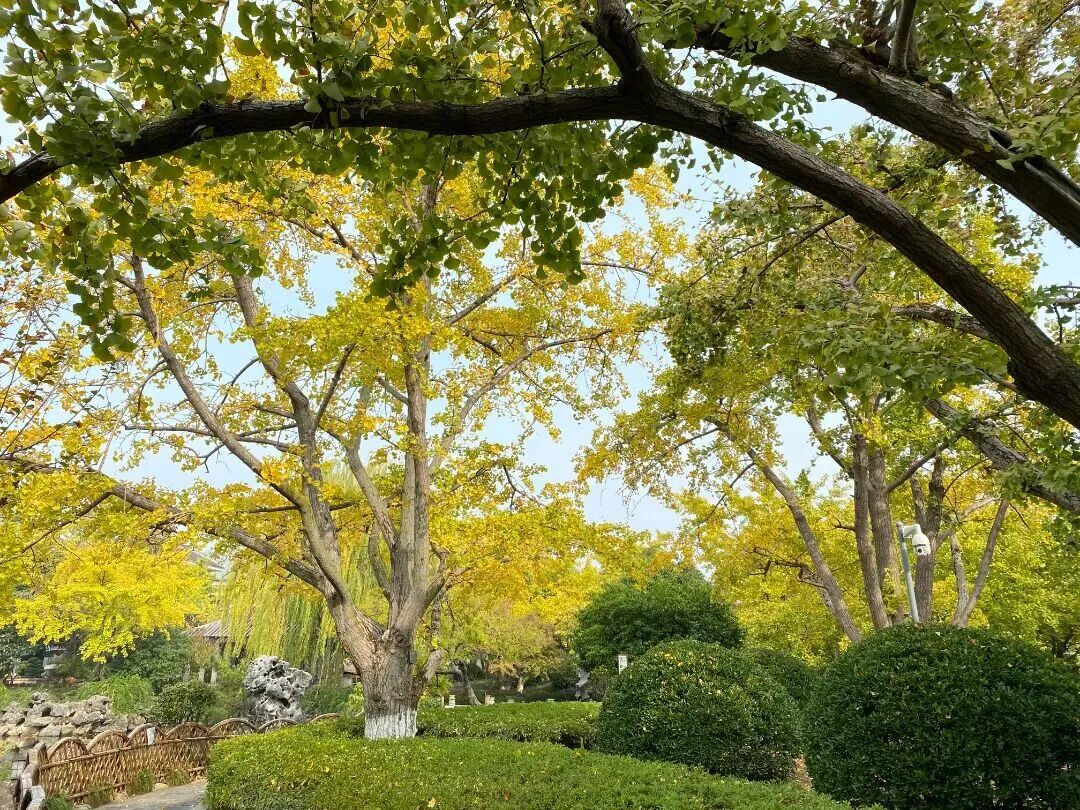 银杏染初冬，最爱这一抹黄！