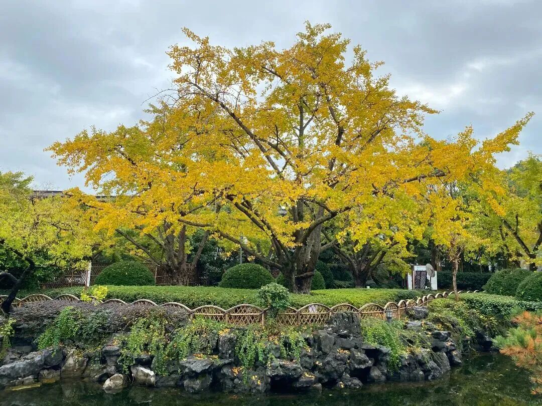 银杏染初冬，最爱这一抹黄！