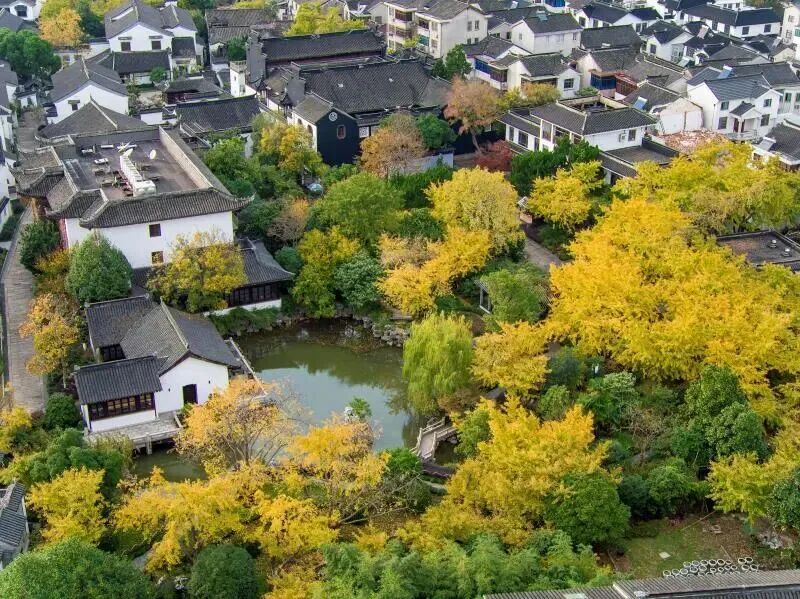 银杏染初冬，最爱这一抹黄！