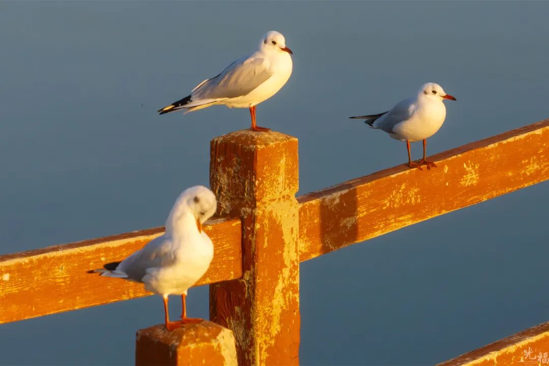 光福3大顶流观鸟点来咯！