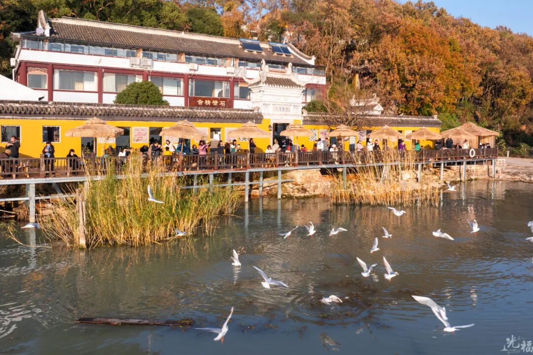 光福3大顶流观鸟点来咯！