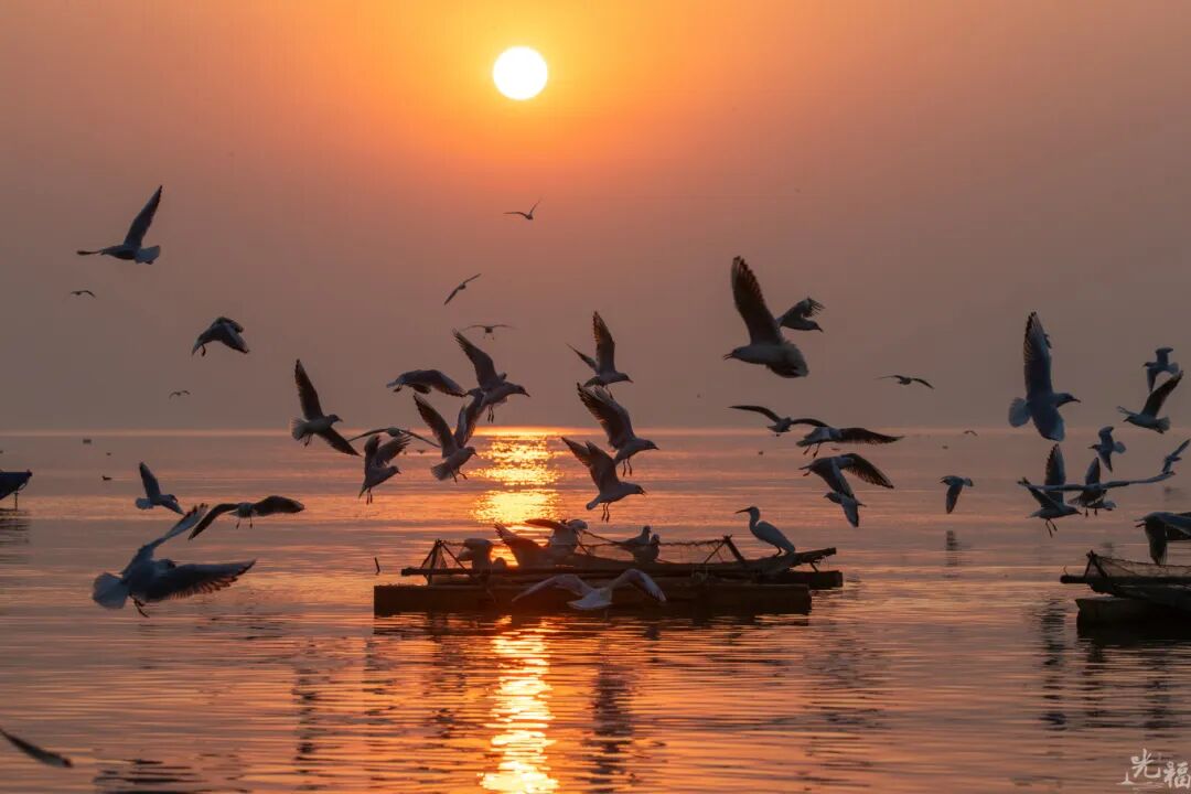 光福3大顶流观鸟点来咯！
