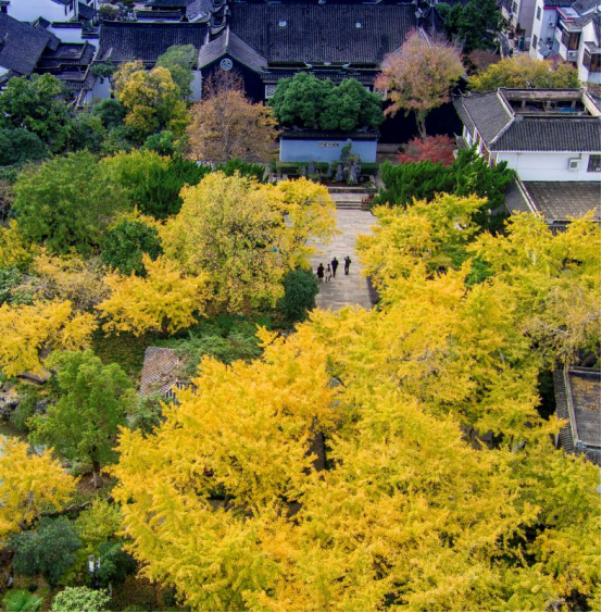 银杏染初冬,最爱这一抹黄!