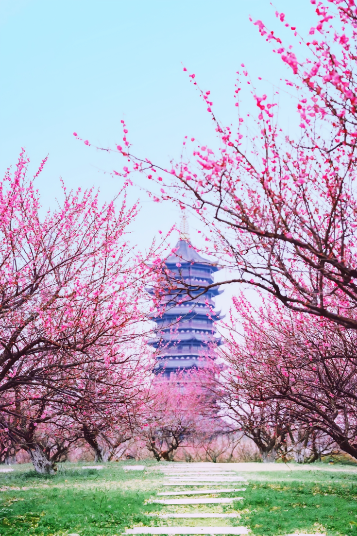 宿城：花开不只春，宿城花间游集锦