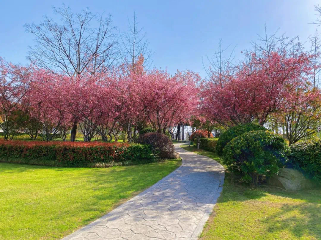 宿城：花开不只春，宿城花间游集锦