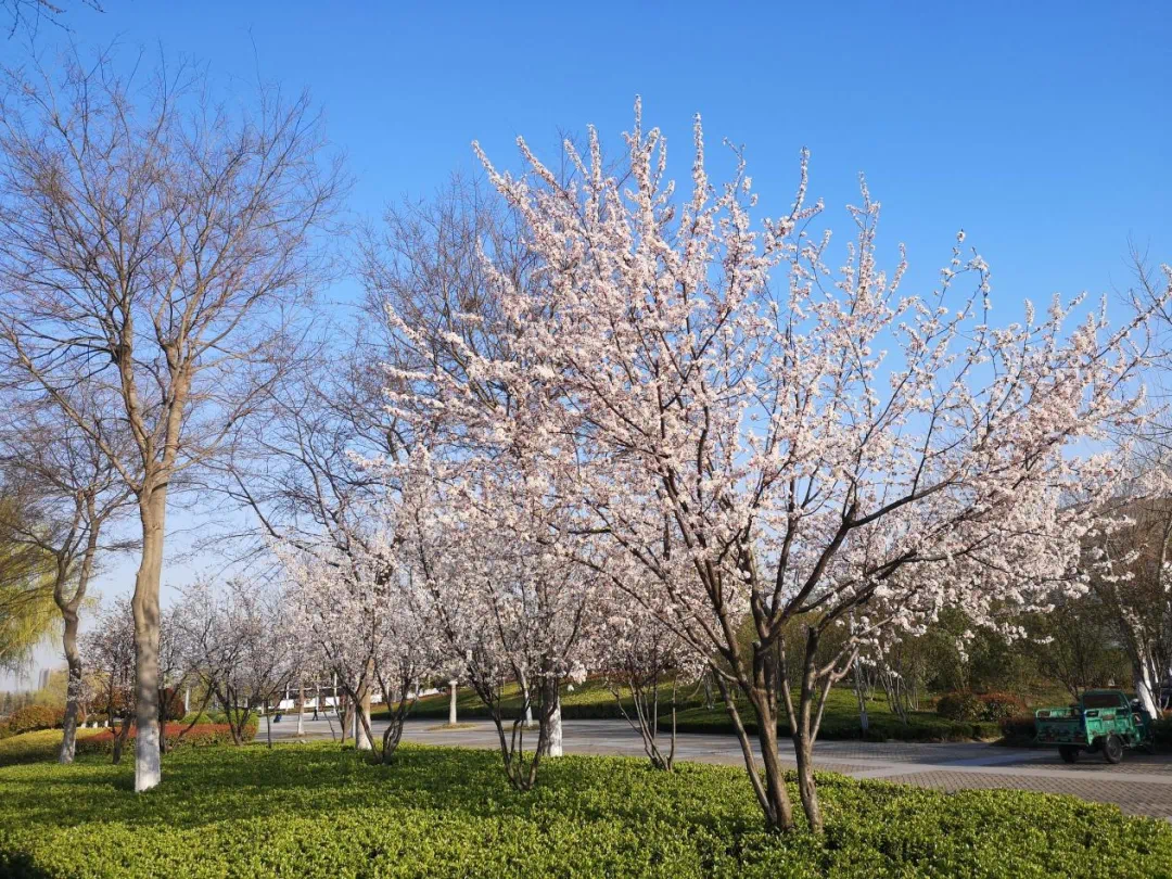 宿城：花开不只春，宿城花间游集锦