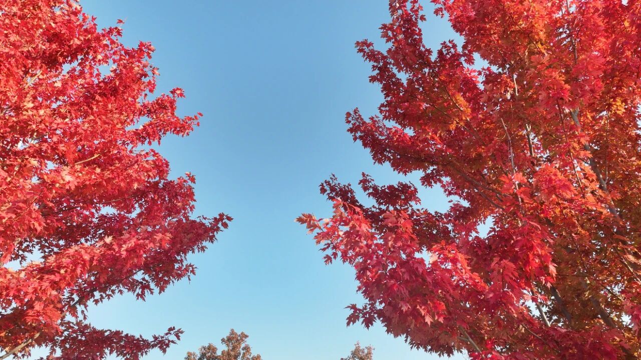 宿城：红了~红了，来宿城追“枫”！