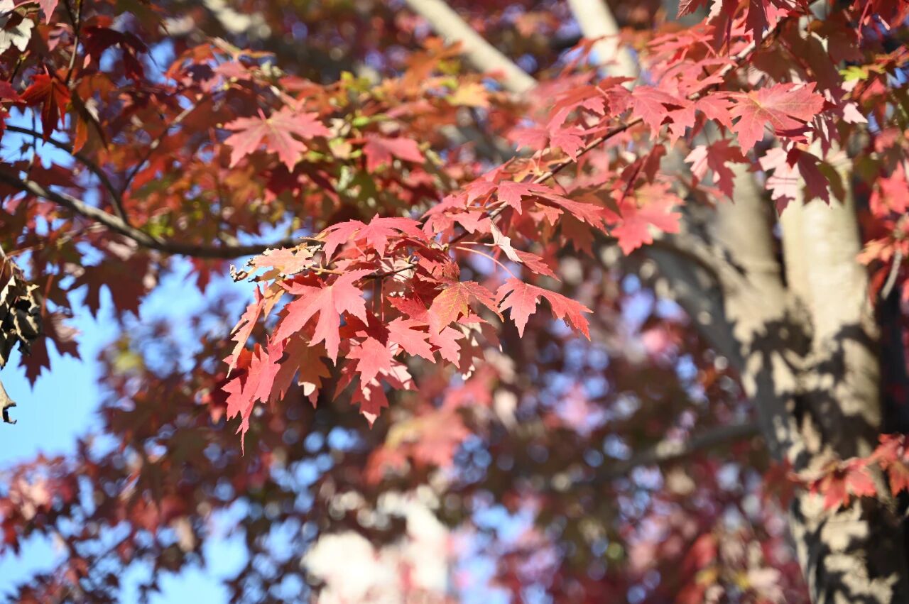 宿城：红了~红了，来宿城追“枫”！