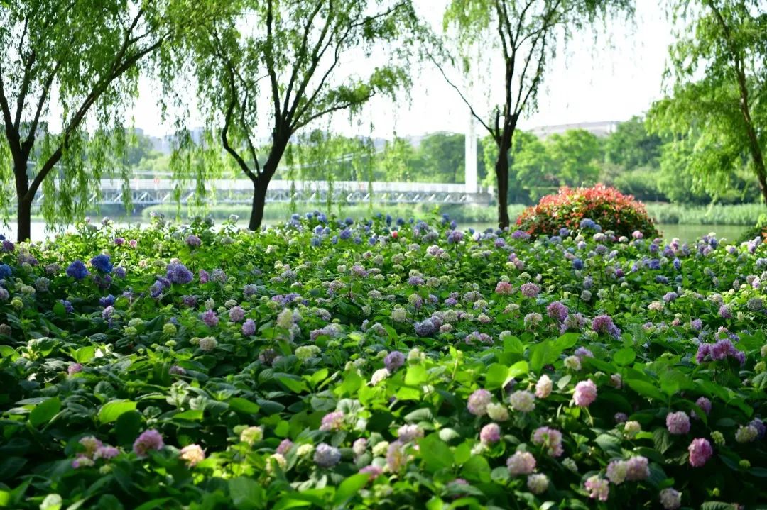 宿城：绣球花海浪漫来袭~原来你是这么优“绣”的宿城