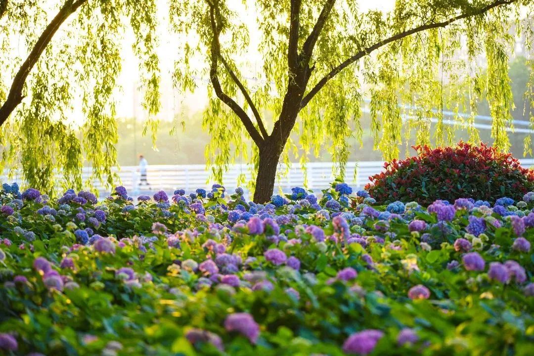宿城：绣球花海浪漫来袭~原来你是这么优“绣”的宿城