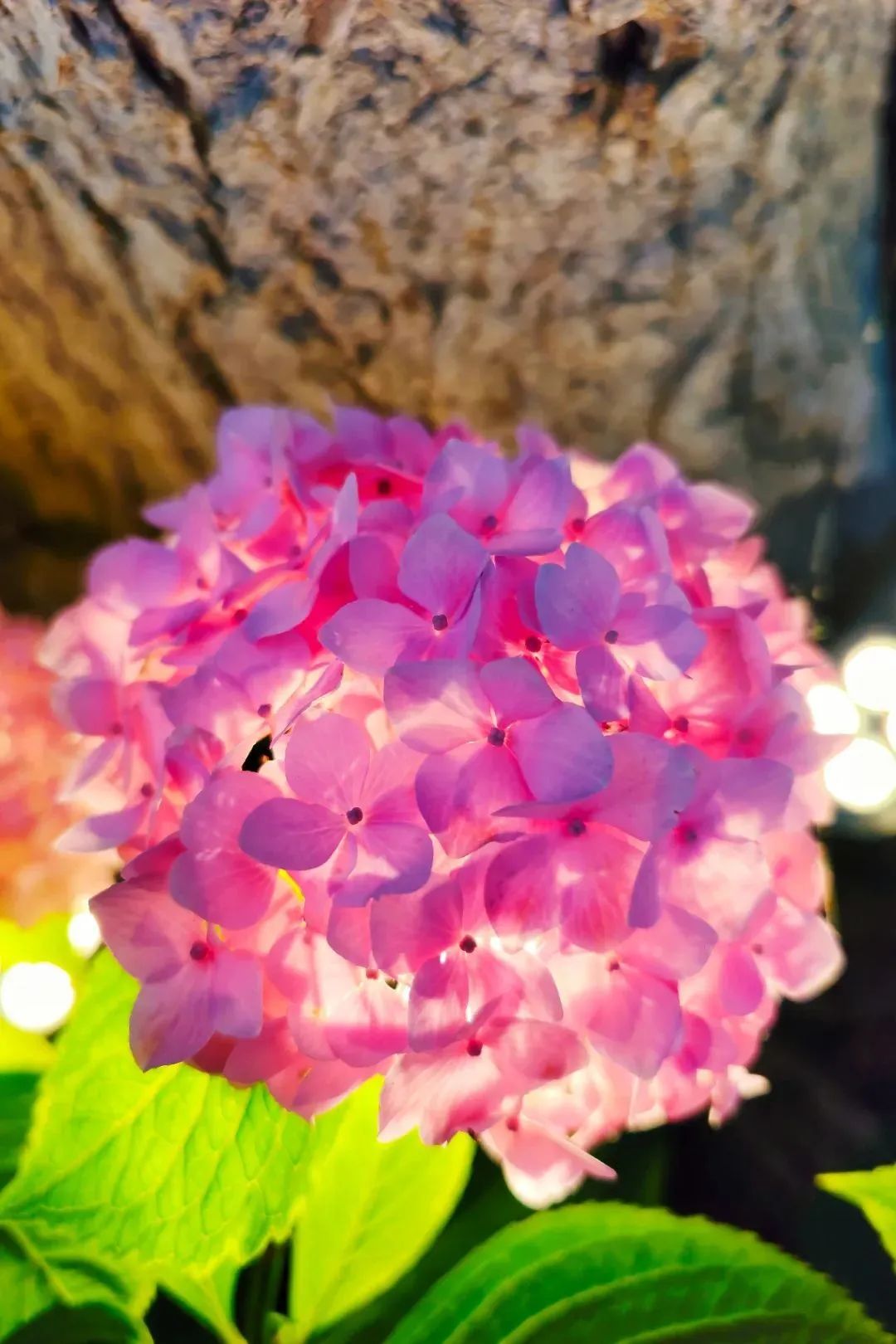 宿城：绣球花海浪漫来袭~原来你是这么优“绣”的宿城