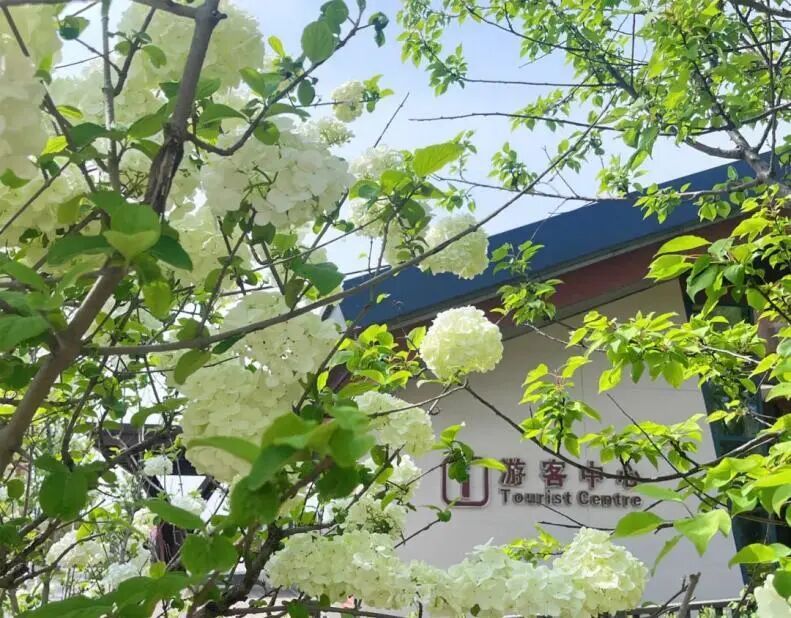 宿城：gogogo出发咯~来宿城奔赴花事浪漫