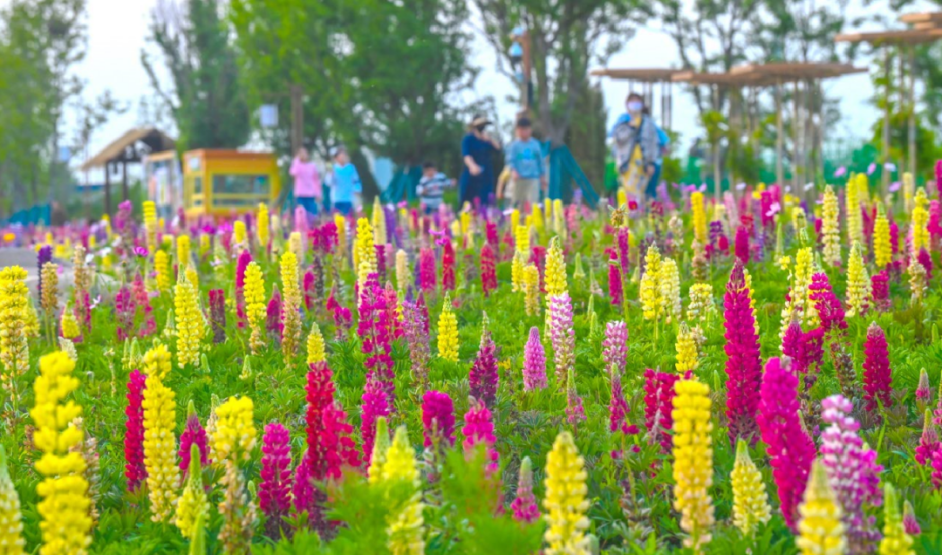 宿城：gogogo出发咯~来宿城奔赴花事浪漫