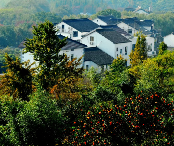 橘香满太湖！周末采摘去！