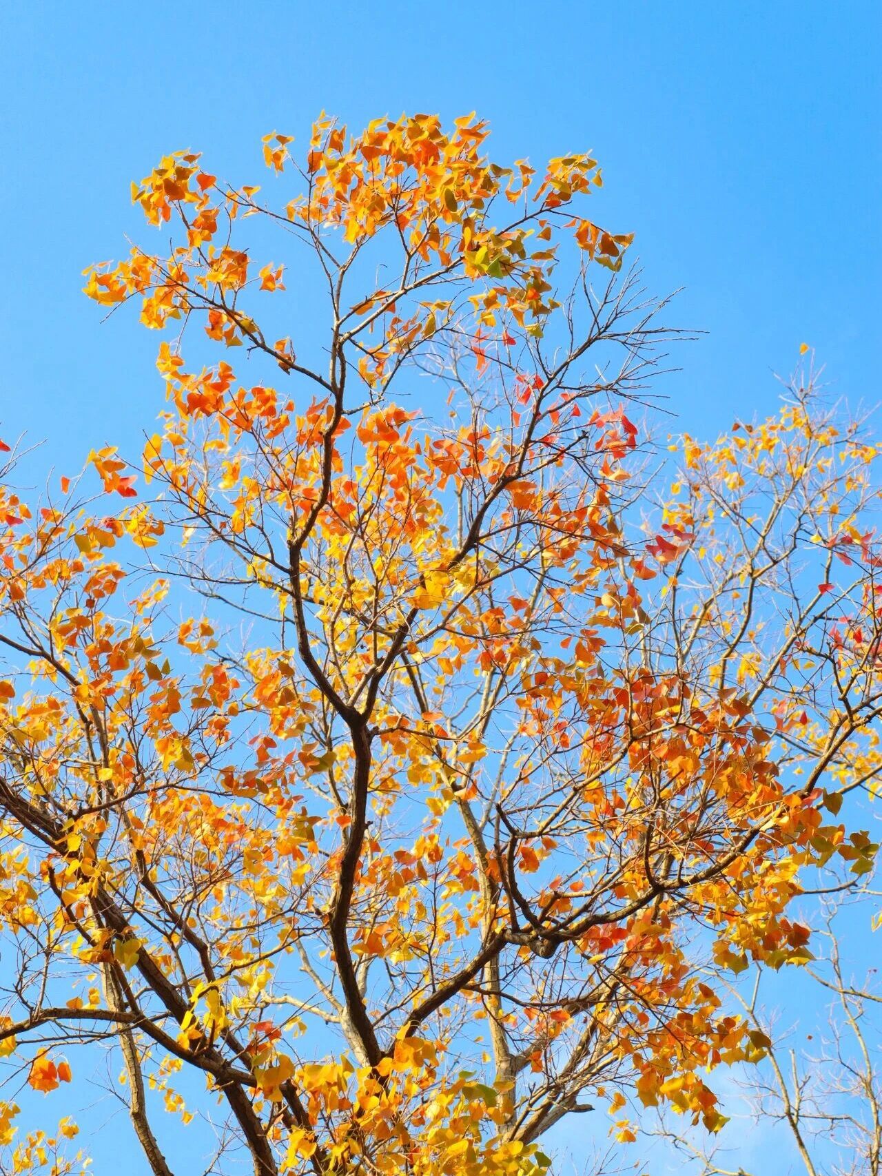 一片落叶，装下吴中的秋