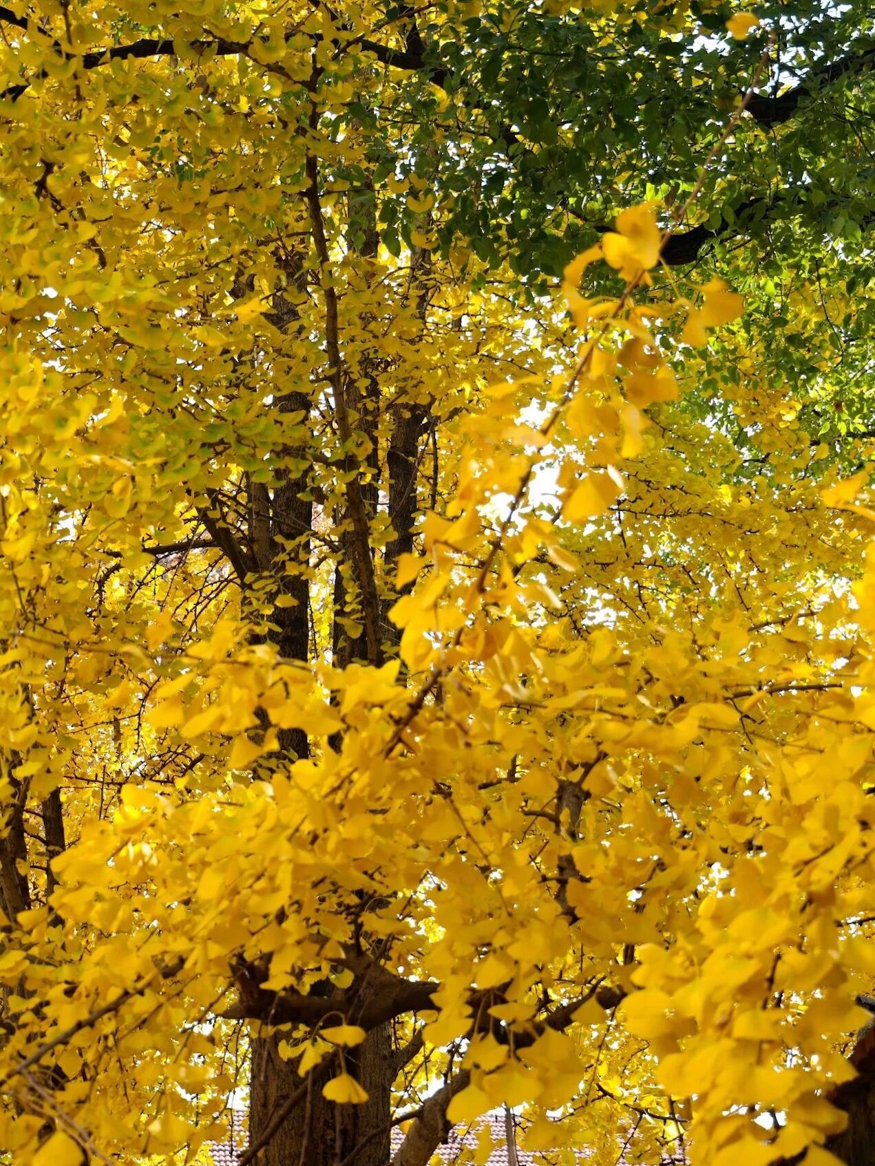 一片落叶，装下吴中的秋