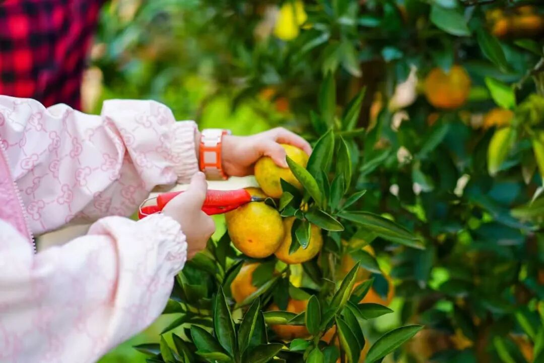 来太湖摘橘子啦~