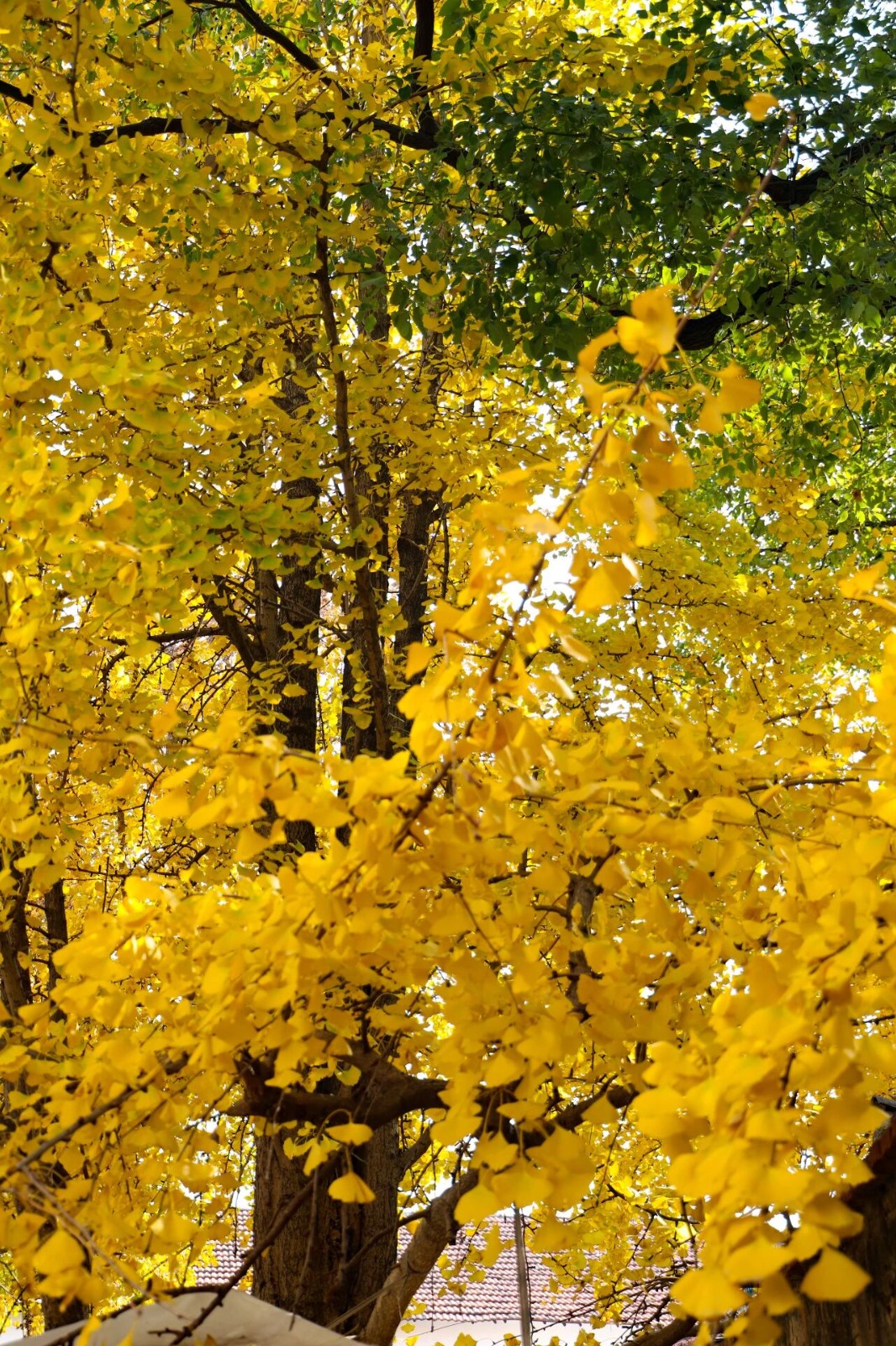 秋日来信，一起“趣”寻秋~