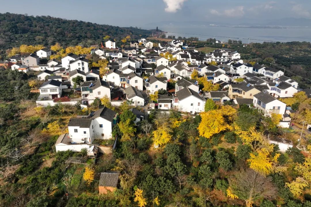 好看！好拍！收好这份小“杏”运~