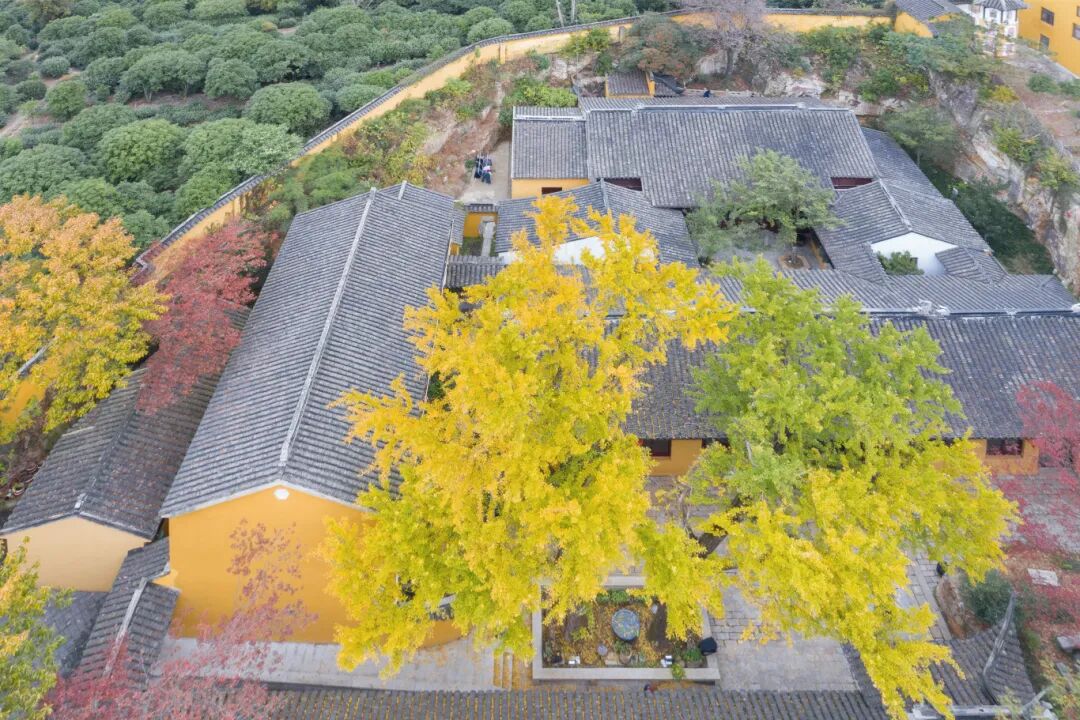 好看！好拍！收好这份小“杏”运~