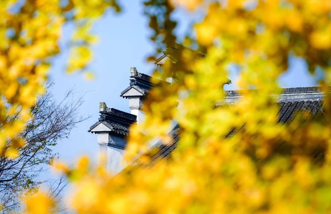 好看！好拍！收好这份小“杏”运~