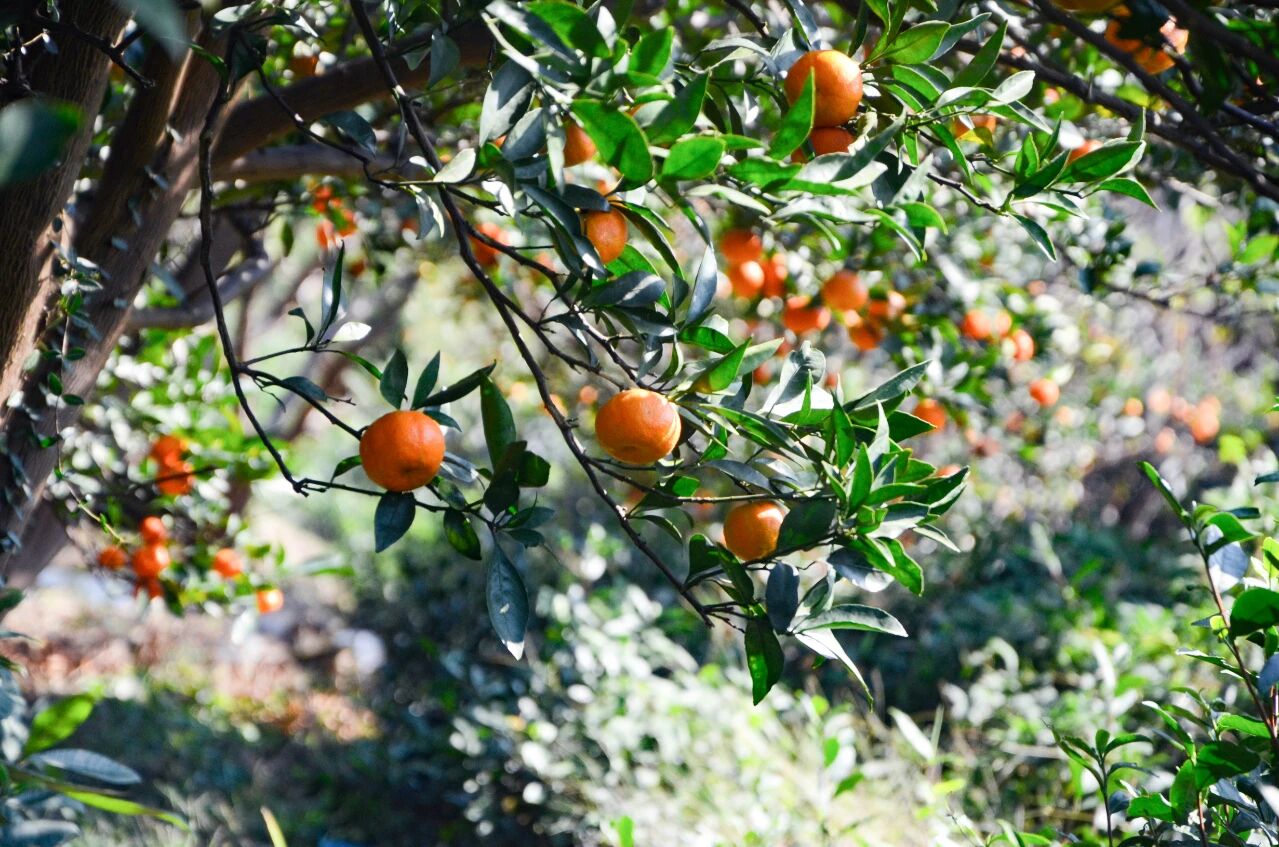 “金果”满枝头，橘子采摘正当时~