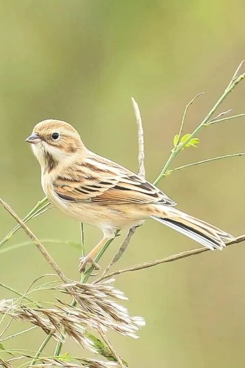 候鸟季来临！太湖观鸟指南上新！