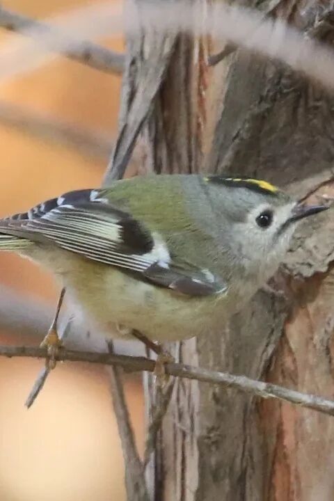 候鸟季来临！太湖观鸟指南上新！