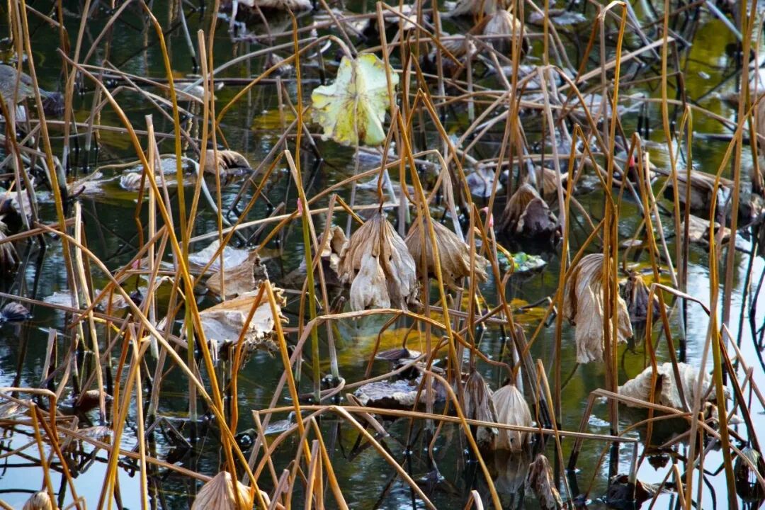西山岛残荷，藏着别样清韵