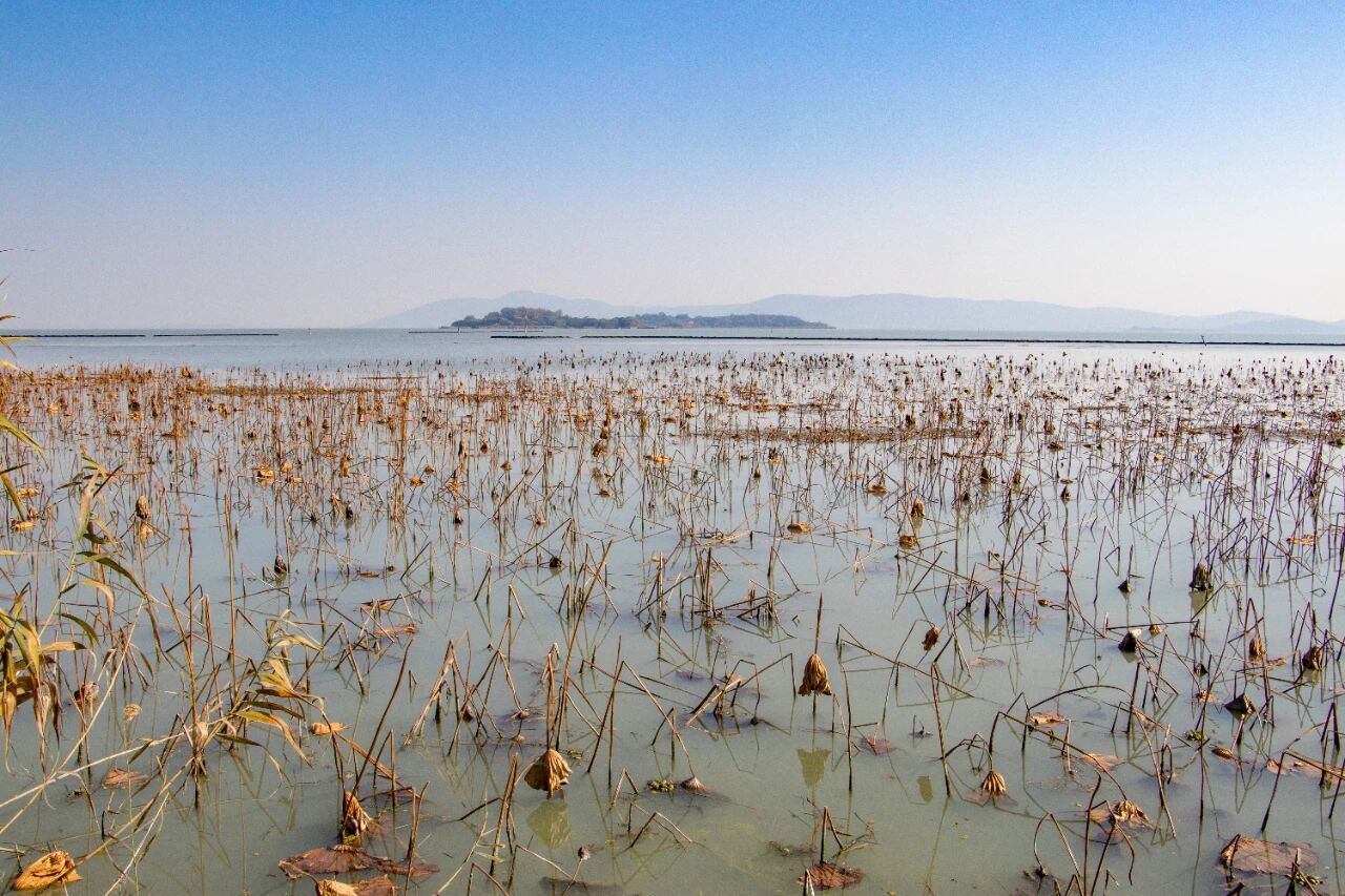 西山岛残荷，藏着别样清韵