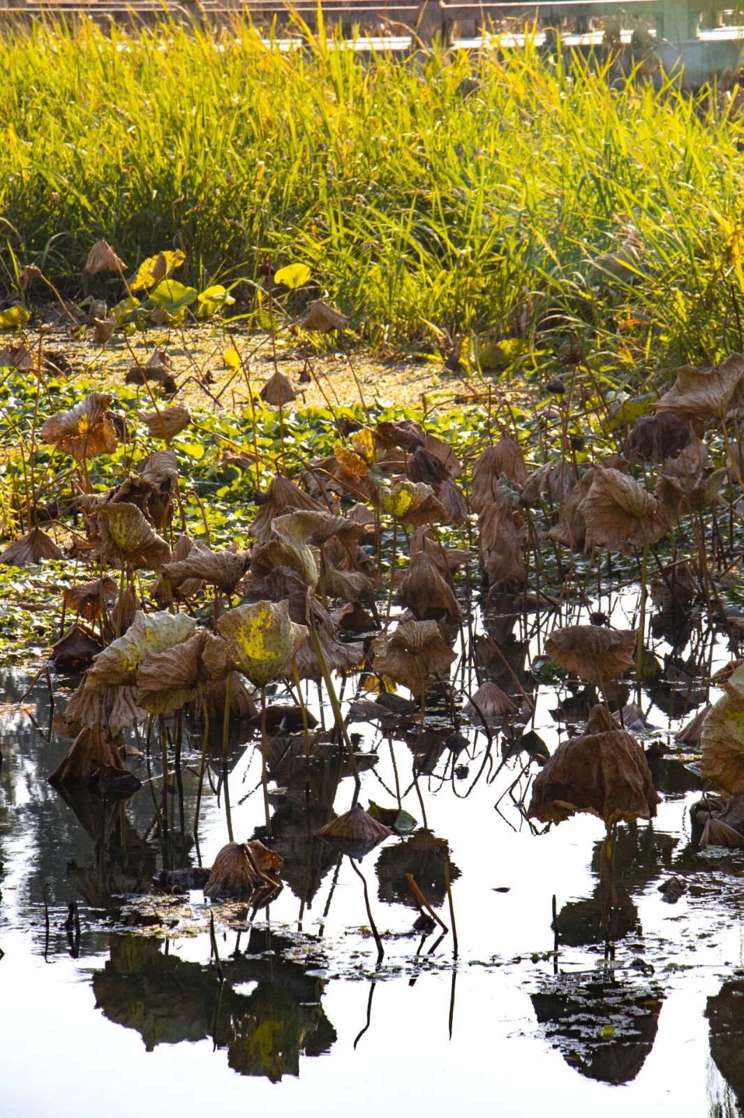 西山岛残荷，藏着别样清韵