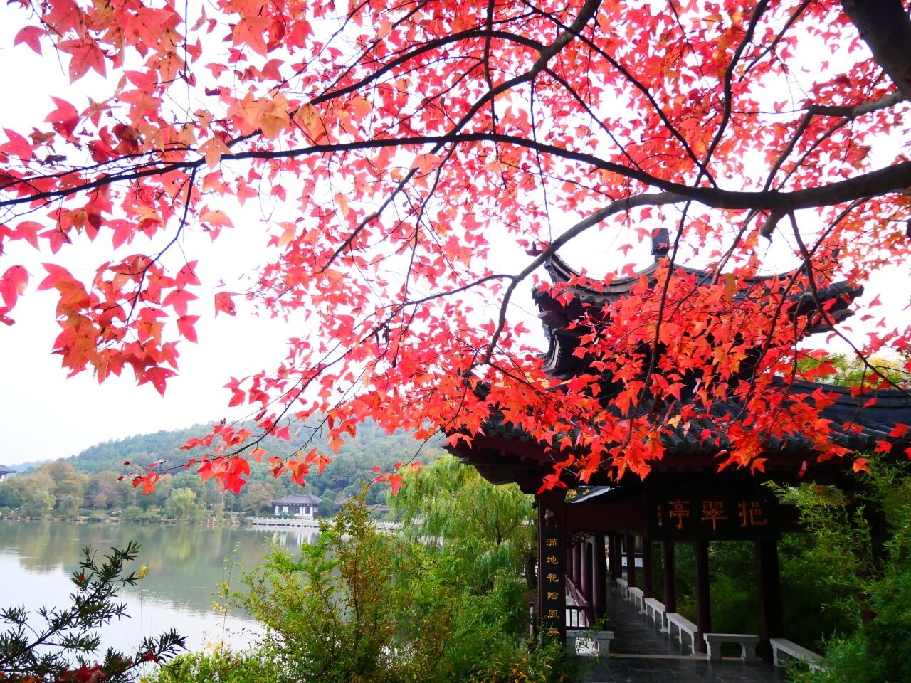 一枫红透，半山秋色