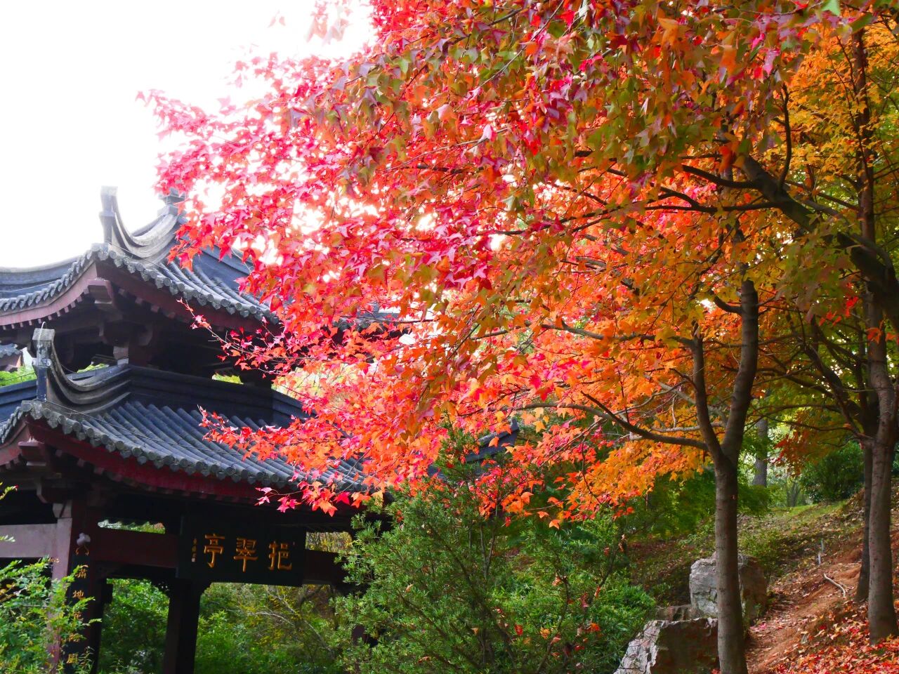 一枫红透，半山秋色