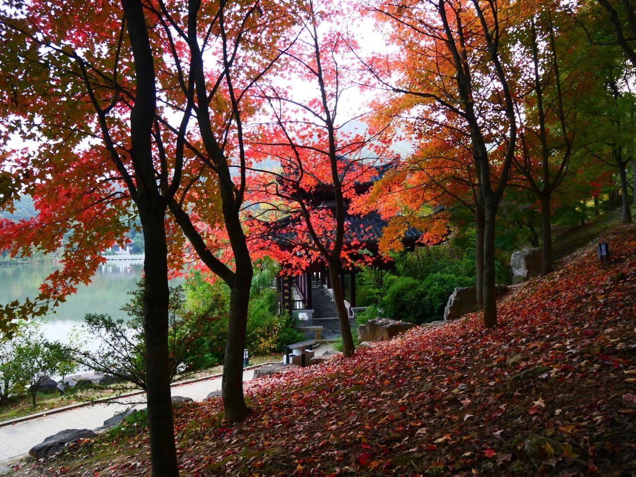 一枫红透，半山秋色