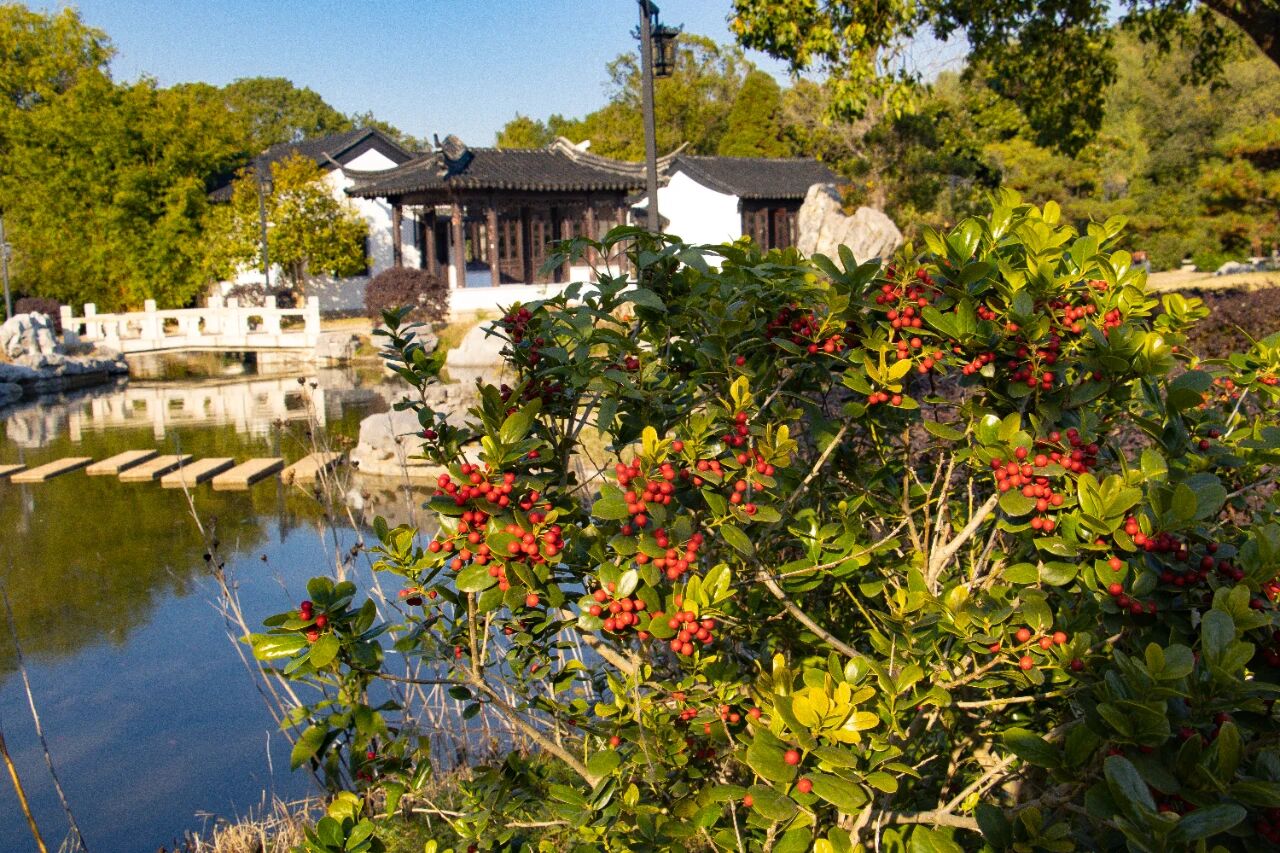 去趟古樟园吧，趁秋色正好~