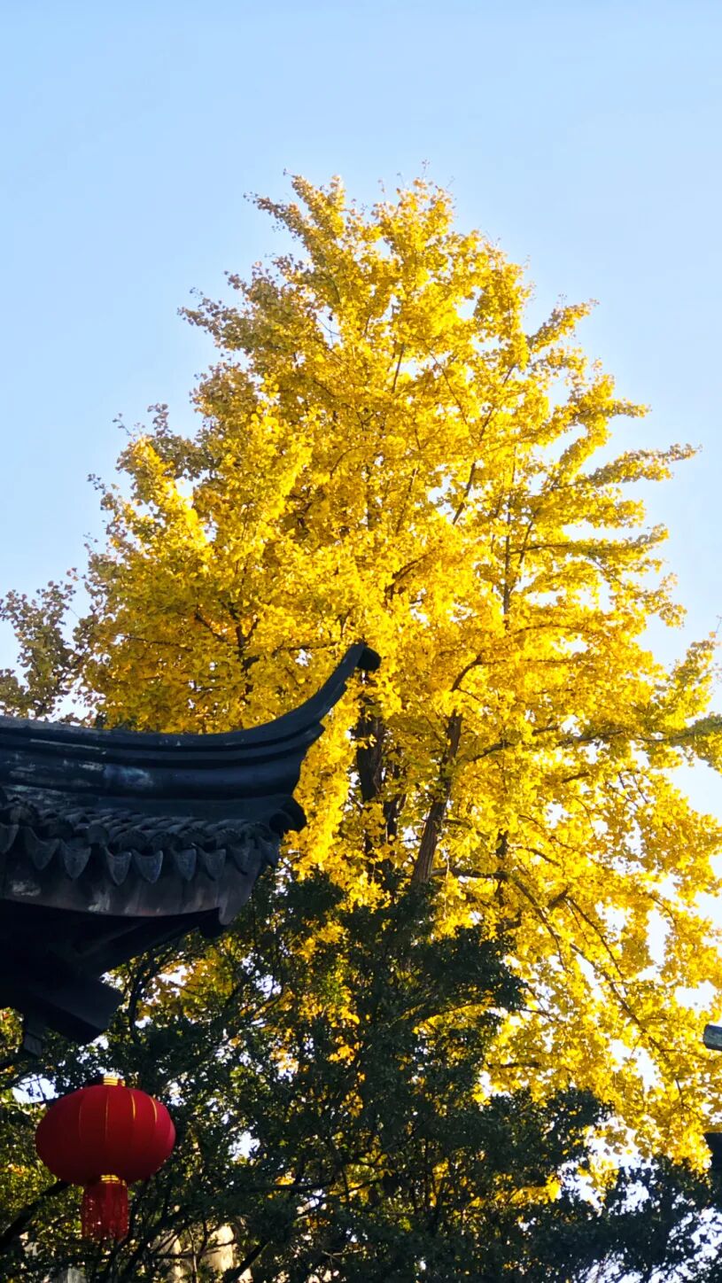 一年一会，甪直的“含金量”还在上升