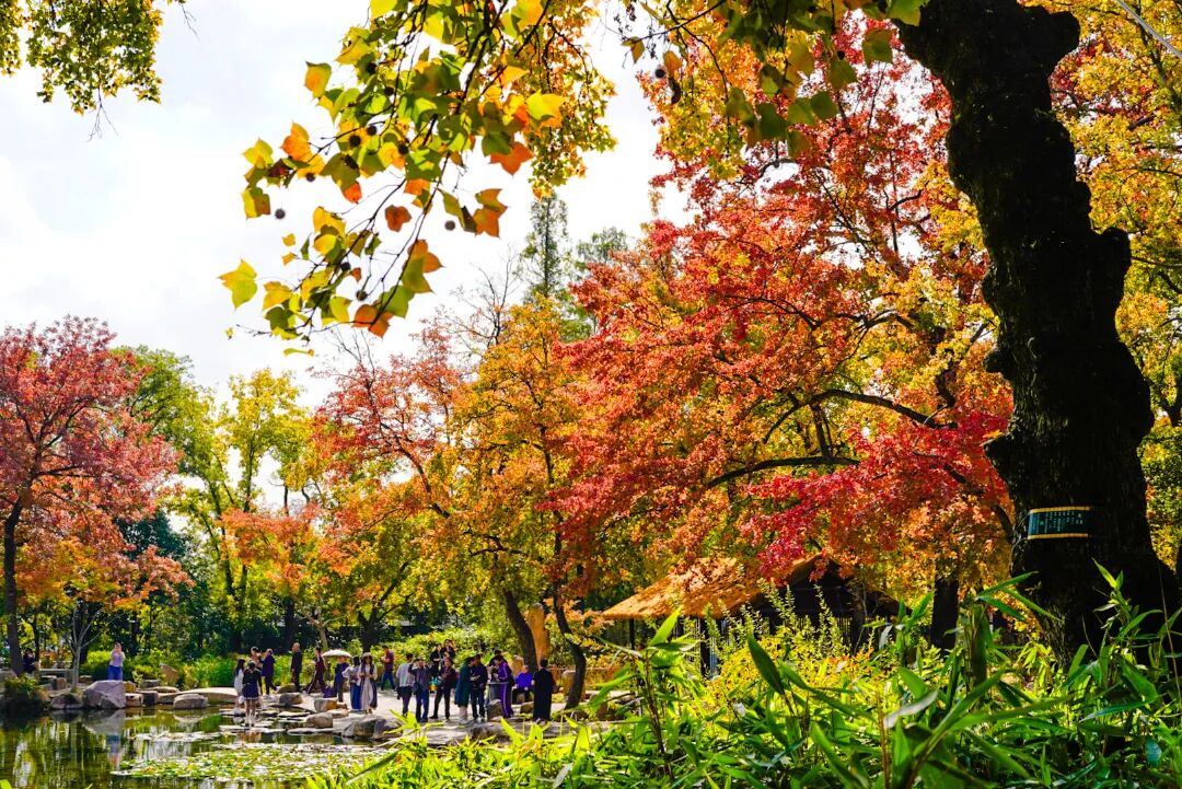 赏枫逛吃淘文创，这份攻略全都有